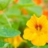 Nasturtium este o plantă indispensabilă într -o grădină cu viță de vie