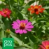 Zinnia frumoasă: soiuri, cultivare și boală